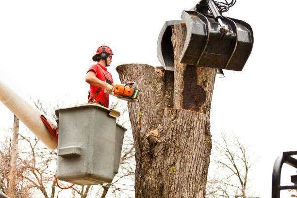 Professional Tree Removal Services in Wellington, OH